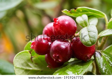 Lingonberry (Vaccinium vitis-idaea) in nature. Close up. Lithuania. Royalty-Free Stock Photo #1919267735