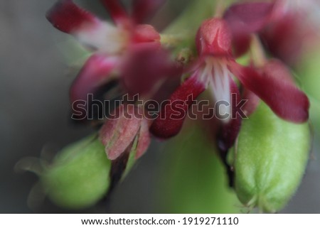 De-focused blurred red cherry flowers for background. Branches of blooming apricot with soft focus on a gentle green background