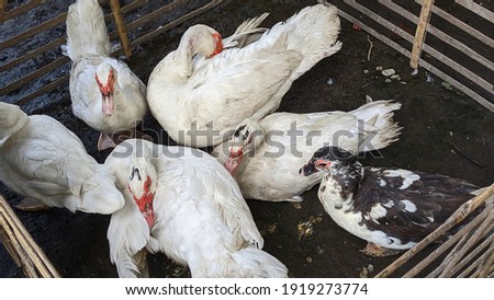 muscovy duck in market traditional