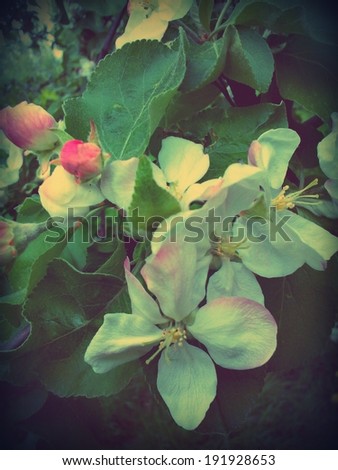 Abstract floral vintage background 