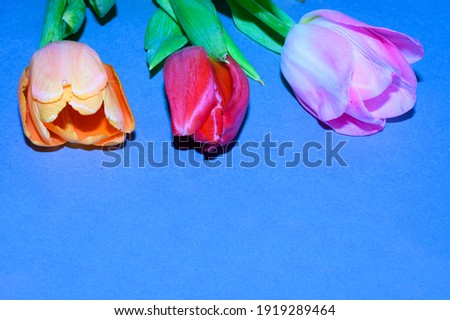 the very nice colorful spring flowers close up
