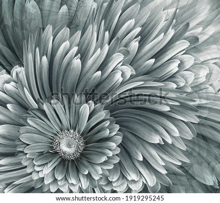 Beautiful floral background.   gerbera flowers. Nature. Royalty-Free Stock Photo #1919295245