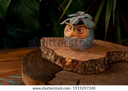 small planter with a succulent in the form of an owl on a dark wooden background