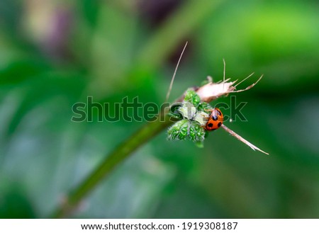 macro nature picture of ladybugs on fern leaf. Green background with place for text