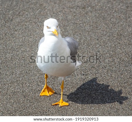 A seagull walks on a stone pebble. Bird