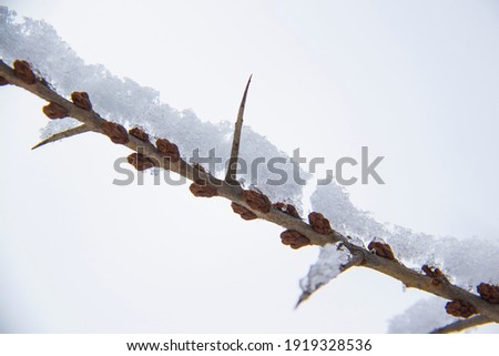 Branch of trees with thorns and in the snow against white background