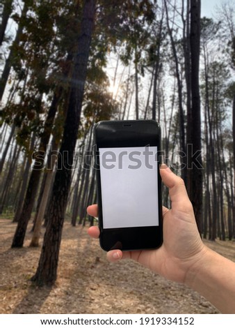 Human hand is holding phone for taking photo with  blur pine forest background