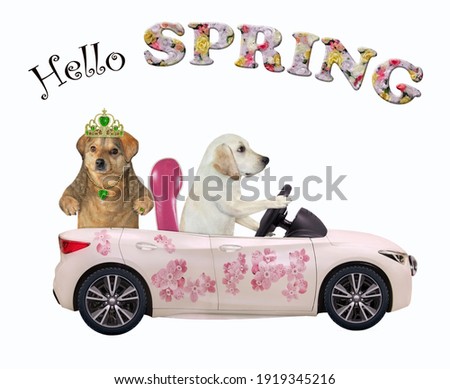 A dog labrador drives a car painted with pink flowers with a passenger. Hello spring. White background. Isolated.