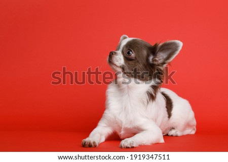 Portraite of cute puppy chihuahua. Little smiling dog on bright trendy red background. Free space for text.