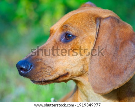 Portrait of a red dachshund, photo