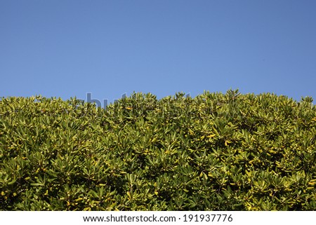 homogeneous floral background of magnolia leaves and sky