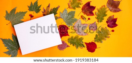 autumn composition on a yellow background, banner, mockup.Autumn, fall, thanksgiving day concept. Flat lay, top view, copy space, square