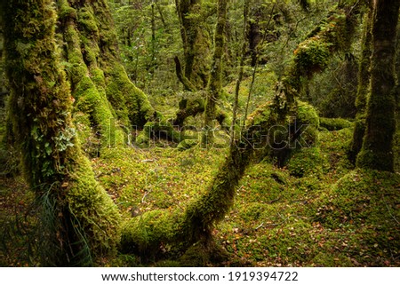 Moss covered red beech rain forest at Lake Gunn Nature Walk, Fiordland National Park, South Island, New Zealand   Royalty-Free Stock Photo #1919394722