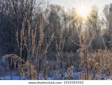 Morning frost on fragile dry twigs against the backdrop of sunlight. close-up. the frosty morning enveloped all the plants and grass with fluffy hoarfrost and a light haze.