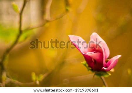 pink magnolia flowers in spring, magnolia bloom, plants in spring in Uzhgorod, nature awakening, large pink flowers, close-up magnolia petals, copy space