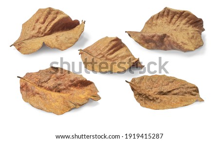Dry autumn leaves closeup, isolated on white background with clipping paths.