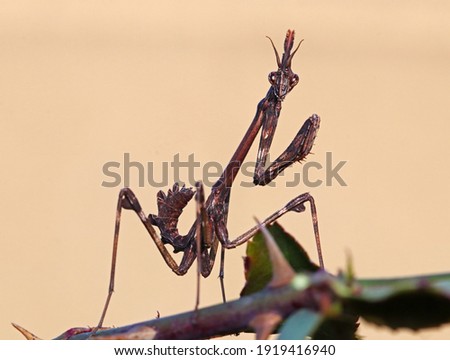 Close up macro picture of a conehead mantis (Empusa pennata) standing on the branch of a plant. Portrait of an beautiful praying mantis looking at the camera. Mediterranean mantis taken in Lugo, Spain
