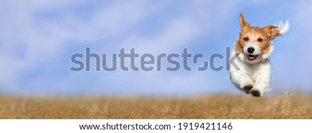 Cute happy healthy smiling pet dog puppy running in the grass. Spring, summer walking banner.
