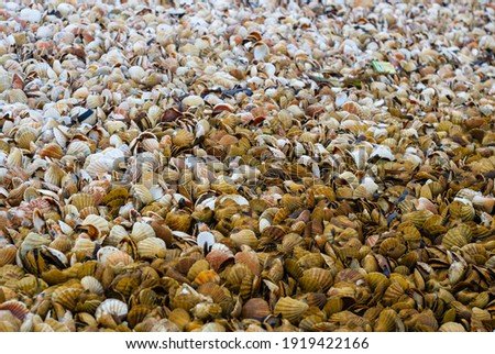 Trash scallops shells after post-harvest processing