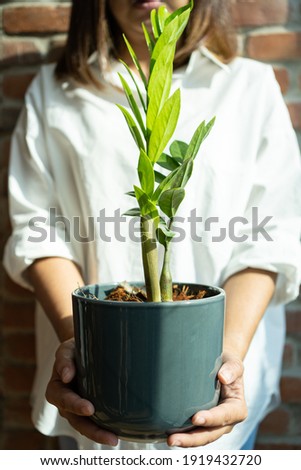 Vertical Portrait of Asian woman standing in front of a brick wall in a living room holding a navy ceramic pot of a beautiful green indoor plant with leaves. Focus on hands holding a green plant pot.