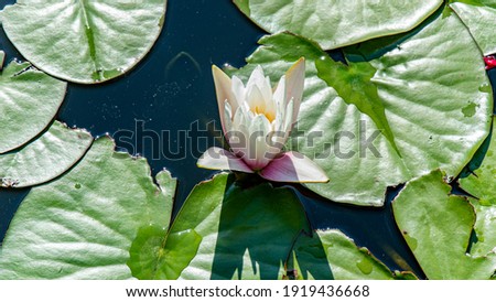
a blooming pink water lily on a pond