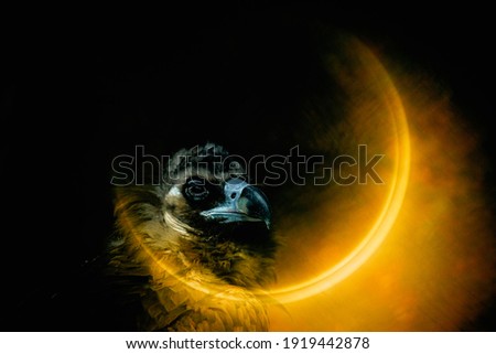 Abstract picture of bird with moon shinning on it
