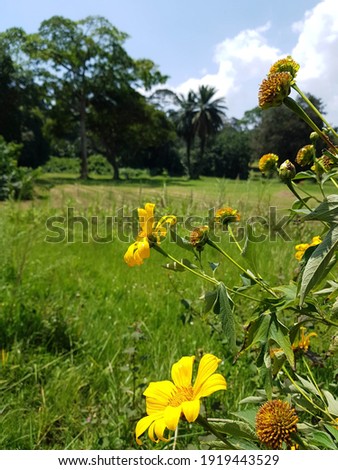 Yellow Flowers at Entebbe Botanical Gardens, Entebbe, Uganda, Africa