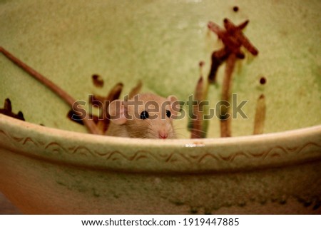 Funny brown rat are sitting on a large clay pot. The fancy rat is the domesticated form of Rattus norvegicus. Decorative house rat 