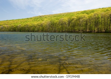 Side-lighting enhances green and yellow leaves in early spring at a mountain top lake.