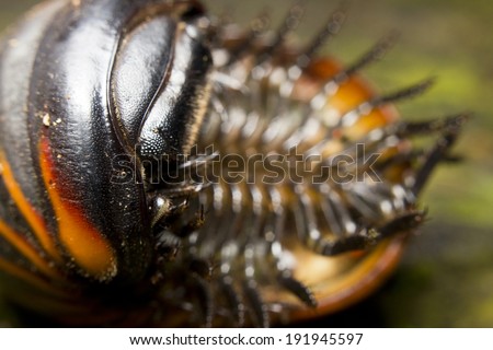 Close-up of Glomeris marginata, a common species of pill millipede in Borneo, Malaysia