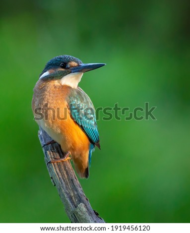 Сommon kingfisher, Alcedo atthis. The bird sits on a beautiful branch above the river waiting for a fish Royalty-Free Stock Photo #1919456120