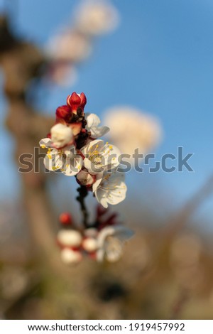 almond blossom with white and pink tones bloomed over blue sky in spring