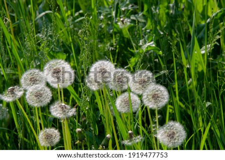 Taraxum dandelion, used as a medicinal plant. round balls of silvery crested fruit that run upwind. These balls are called "balls" or "clocks" in both British and American English. Royalty-Free Stock Photo #1919477753