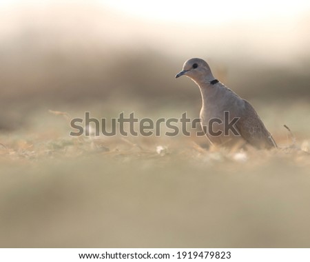 India, 19 January, 2021 : A dove bird standing on ground. Closeup of ring necked dove.
