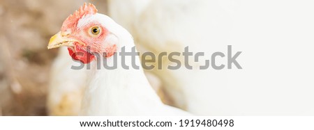 Chickens broilers on the farm. Selective focus.animals Royalty-Free Stock Photo #1919480498