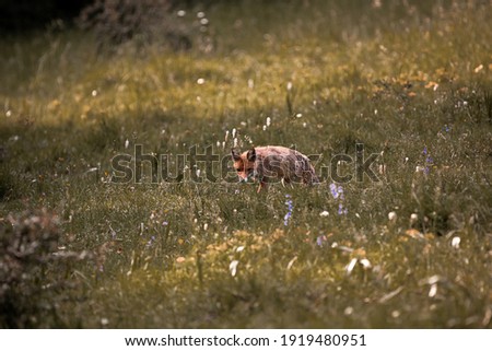 Fox on the hunt in nature, wildlife shot during summer with nice colors and grass around. Fox is looking for food on meadow near a forest. 
