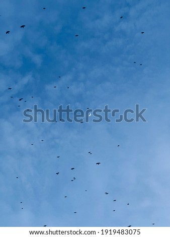 A lot of crows and other birds flying over the blue evening sky and the moon