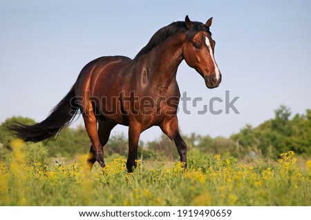 Beautiful bay stallion galloping across the field on forest background Royalty-Free Stock Photo #1919490659