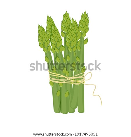 Asparagus vector illustration. Asparagus bunch isolated cartoon flat style on white. Asparagus isolated cartoon style. Royalty-Free Stock Photo #1919495051