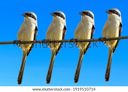 Birds with blue sky background picture