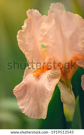 Delicate spring flower of iris in the rays of the evening sun