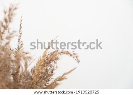 dried flowers on a white background