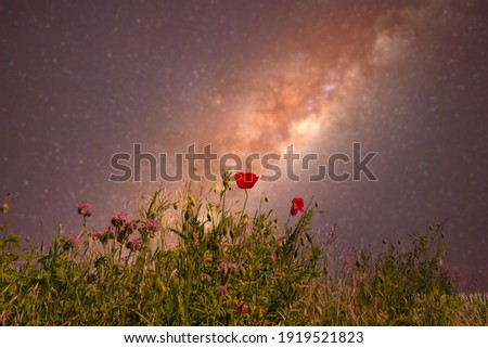 Blooming poppies at night with a galaxy in the background