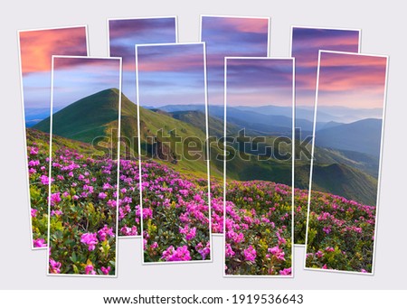 Isolated eight frames collage of picture of blooming pink rhododendron flowers on mountain valley. Attractive  summer view of Carpathian mountains. Mock-up of modular photo.
