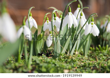 Snowdrop or common snowdrop (Galanthus nivalis) flowers.Snowdrops after the snow has melted. In the forest in the wild in spring snowdrops bloom. Royalty-Free Stock Photo #1919539949