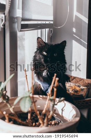 A fluffy, domestic black cat sits on a windowsill near a flowerpot and looks at the camera