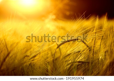 Barley field in golden glow of evening sun Royalty-Free Stock Photo #191955974