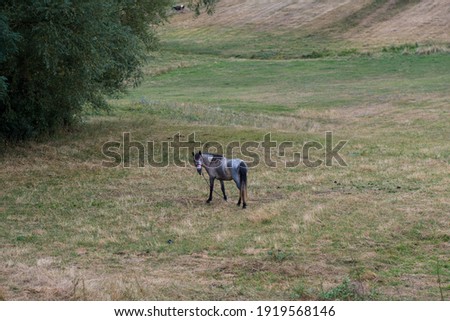 Horse on the field In Romania eating. Selective Focus