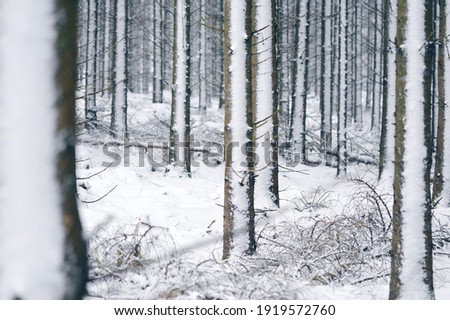 Landscape photo of forest in winter