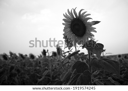 Black and white artistic photos of sunflower fields, creativity, lifestyle